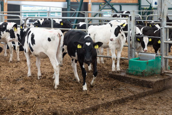 Herd of cows in a dairy farm