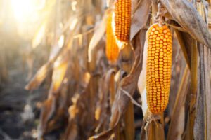 A cornfield with a dry row of corns