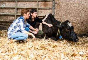 A female farmer inspecting a cow