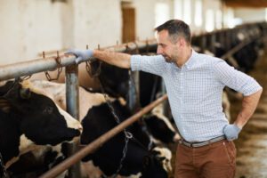 Farmer looking at cow while leaning on stall in cowshed