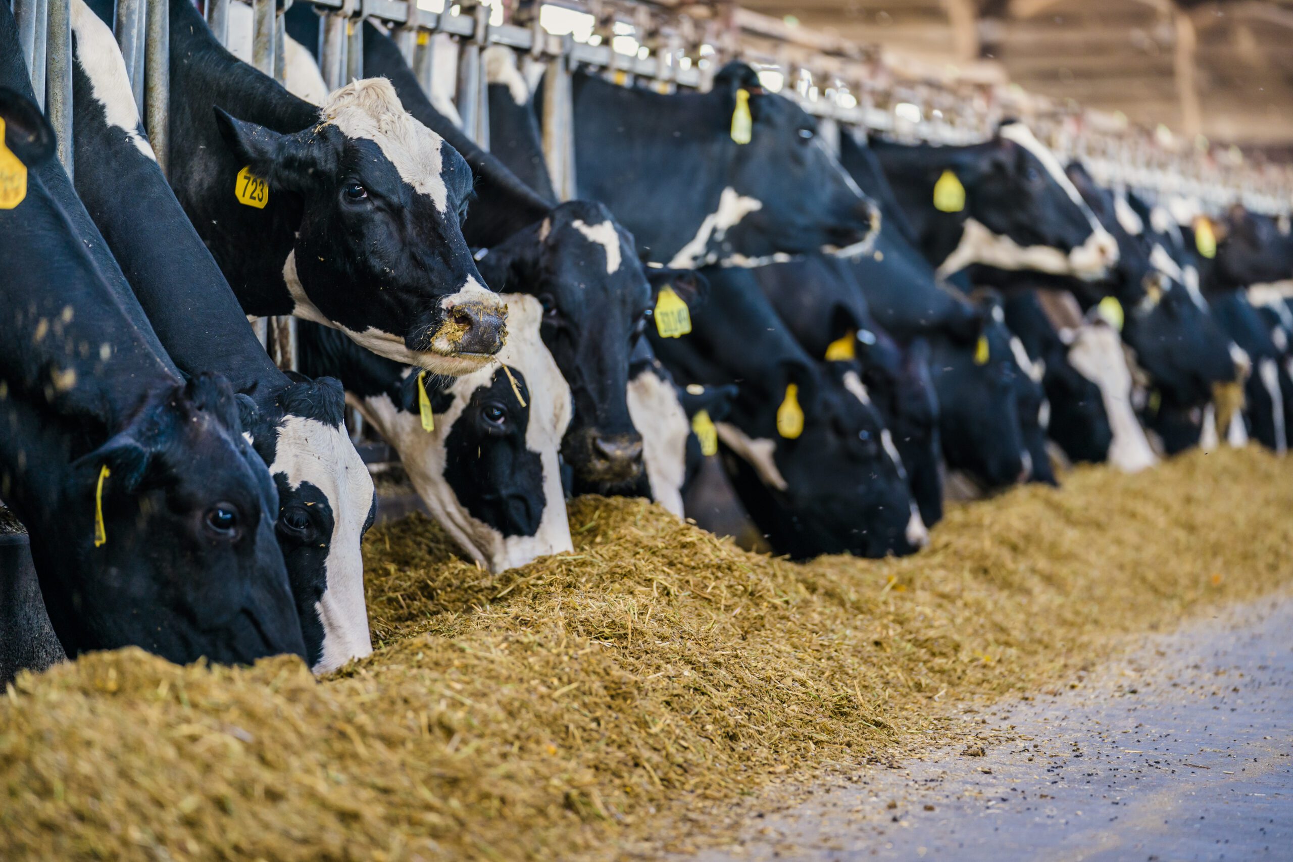 Row of cows eating hay