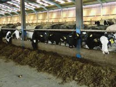 Herd of cows in the cowshed