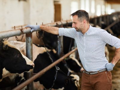 Farmer looking at cow while leaning on stall in cowshed