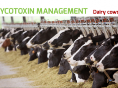mycotoxins-in-dairy-adisseo-news-15112021-300x197